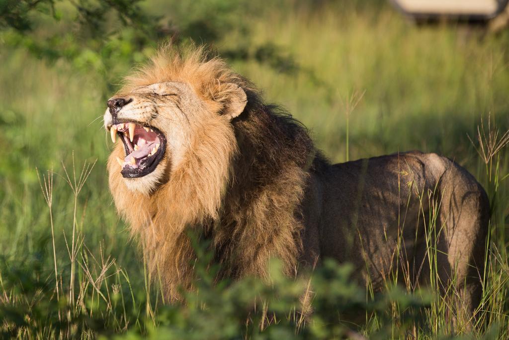 Ndzhaka Tented Camp Rizab Memburu Manyeleti Luaran gambar